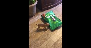 Two-Month-Old Chihuahua's Adorable Fight With 15lb Bag Of Dog Food