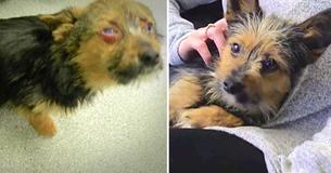 Cruel Teens Break Pup's Leg and Set It on Fire, But Dog Miraculously Survives It All