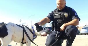 Police Officers Take Shelter Dogs On Rides Around Town To Increase Their Chances Of Adoption