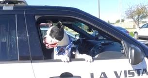 Polizisten nehmen Tierheim-Hunde mit auf Steife, um ihre Adoptionschancen zu erhöhen