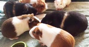 Switzerland Makes It Against The Law To Own Just One Guinea Pig Because They Get Lonely