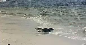 An Alligator Makes A Surprise Appearance On A Popular Beach In Florida