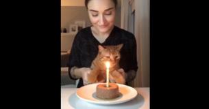 Adorable Senior Cat Celebrates His 13th Birthday