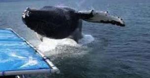 Humpback Whale Super Soaks Alaska Whale Watchers On Boat Tour