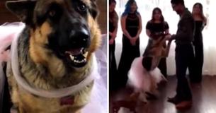 Pup Enjoys A Daddy-Daughter Dance At Her Very Own Quinceanera