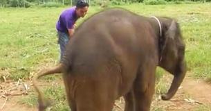 Voici ta chance d'entendre un petit éléphant rigoler si tu ne l'as pas déjà fait