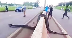 Mensen stoppen het verkeer om gigantische slang te helpen veilig over te steken
