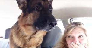 VIDÉO : Le moment où ce berger allemand se rend compte qu'il est chez le vétérinaire est devenu viral