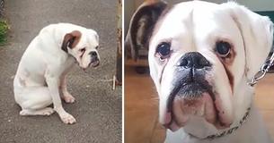 Verdrietig hondje aan een lantaarnpaal vastgebonden is nu op zoek naar een nieuw thuis