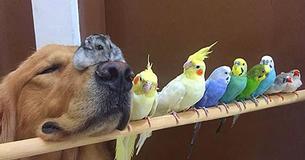 Des Golden Retrievers, un hamster, et 8 oiseaux forment le groupe d'amis le plus bizarre au monde