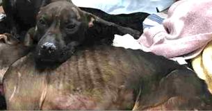 Un Pit Bull réconforte un ami mourant après des années de combats de chiens et de mauvais traitements
