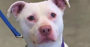 Pup Considered 'Unadoptable' – Now He Is Washington's First Deaf K9 Officer