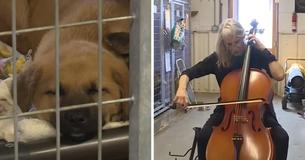 Woman Soothes Anxious Shelter Pups To Sleep With Beautiful Cello Performance