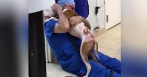 Dog Reunites With Veterinarian Who Saved His Life And His Reaction Has Us Bawling.