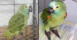 Officers Capture 'Narco Parrot' Conditioned To Be A Lookout By Drug Dealers