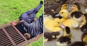 Florida Firefighters Find Creative Solution To Save 8 Tiny Ducklings From Country Club Storm Drain