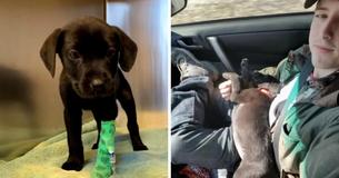 Deaf Man Adopts Deaf Dog, Teaches Him Sign Language So They Can Communicate 