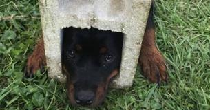 Curious Dog Rescued From 30-Pound Concrete Cinder Block With Jaws Of Life