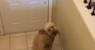 Pup Excitedly Welcomes Owner After Every Single Hospital Shift