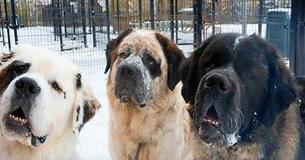 Inseparable Saint Bernard Brothers Abandoned At Shelter – Staff Wants To Find Forever Home For All Of Them