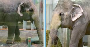 Un éléphant solitaire au zoo a passé plus de 11 ans dans une cage de verre sans amis: l'emprisonnement des animaux doit prendre fin