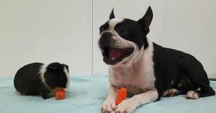 Guinea Pig And Dog With Identical Markings Are BFFs, Their Friendship Is Sweet As Sugar