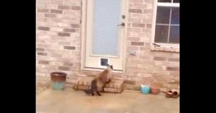 Mann verbringt Stunden damit eine neue Katzentür zu installieren und sein Kater hat am Ende das große Lachen