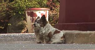 Confused Puppy Doesn't Understand Owner Abandoned Her, Waits 10 Years For Him To Return