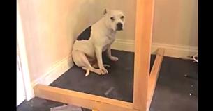 Man Builds Most Adorable "Boudoir" For His Anxiety-Prone Rescue Dog.