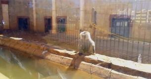 Gli attivisti sono indignati guardando le foto che rivelano gli animali abbandonati per mesi in uno zoo spagnolo che ha cessato l'attività