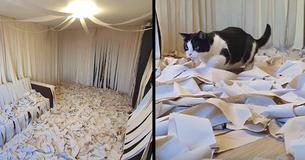 Cat Goes Nuts When Owner Surprises Him With Room Filled With Toilet Paper