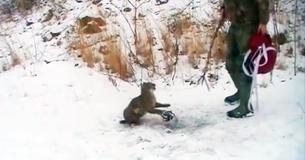 Brave Duo Approach Angry Animal Stuck In Bear Trap - But He Puts Up A Fight