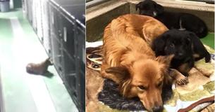 Une belle chienne s'échappe du chenil pour réconforter deux chiots de famille d'accueil effrayés