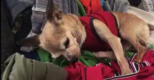 Dog Recognizes Late Owner’s Scent In Old Clothes After 6 Years And Refuses To Stop Snuggling