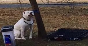 Dog Abandoned In A Park With His Favorite Toy And A Note Finally Gets Loving Home He Deserves
