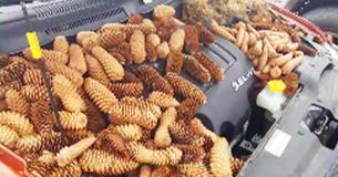 Michigan Man Opens Car Hood To Discover 50 Pounds Of Pinecones Stored By Squirrel