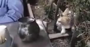 Un chat sauvage doux demande gentiment des miettes