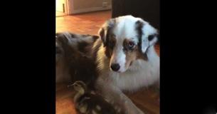 Sweet Australian Shepherd Lovingly Watches Over Baby Ducks