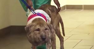 Les sauveteurs trouvent un chien dont le lacet de chaussure est attaché autour du cou et qui semble méconnaissable après le rétablissement