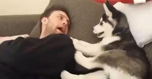 Un homme se dispute avec un chiot husky bavard et leur "discussion" est hilarante.