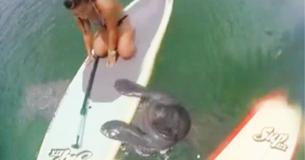 Friendly Manatee Surprises Paddleboarders By Swimming Over And Saying 'Hello'