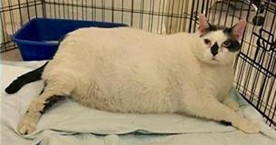 Foster Mom Takes In 41-Pound Cat And Promises To Help Him Get Healthy And Find His Forever Home