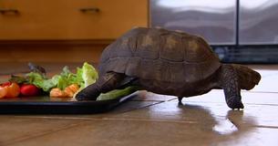 She Had Just Turned 10 Years Old When She Got A Pet Tortoise. 57 Years Later, They're Still Best Friends
