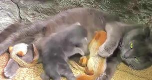 Mama Cat Gives Birth To 4 Kittens And Then Doubles Her Family By Adopting 4 Little Orphaned Squirrels