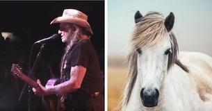 Willie Nelson's 700-Acre Luck Ranch Has Become A Home For 70+ Rescued Horses