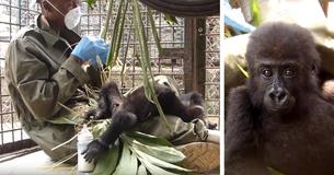 Baby Gorilla Loses Mom To Illegal Wildlife Trade, Now Depends On Cuddles From His Caretaker