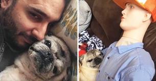 Un vieux carlin souffre d'anxiété à cause de la séparation chaque fois que son papa quitte la maison pour que sa mère s'occupe de lui