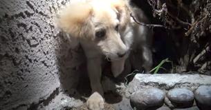 Un chiot micropucé retrouvé dans des buissons après que son propriétaire l'ait abandonné
