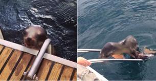 Un bébé lion de mer blessé se tourne vers les humains pour obtenir de l'aide après avoir été blessé lors d'une attaque