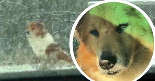 C'est déchirant : ce chien n'avait pas d'autre choix que d'attendre dans le froid glacial pour sa famille pendant des jours